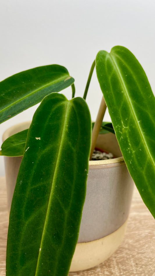 Anthurium Warocqueanum