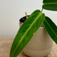 Anthurium Warocqueanum