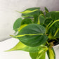 Philodendron Brasil