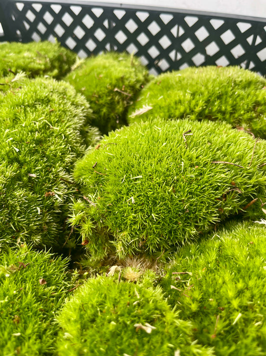 Musgo Bola Natural