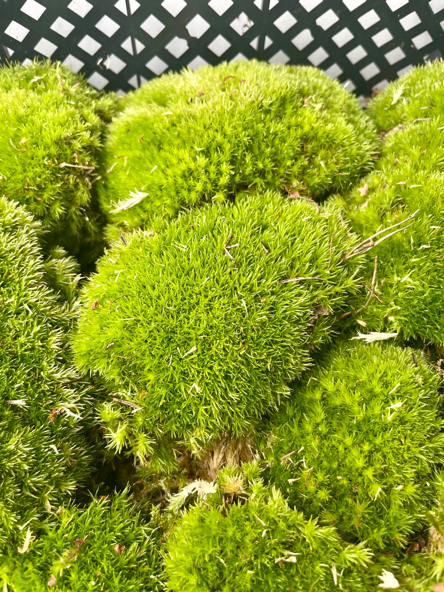Musgo Bola Natural