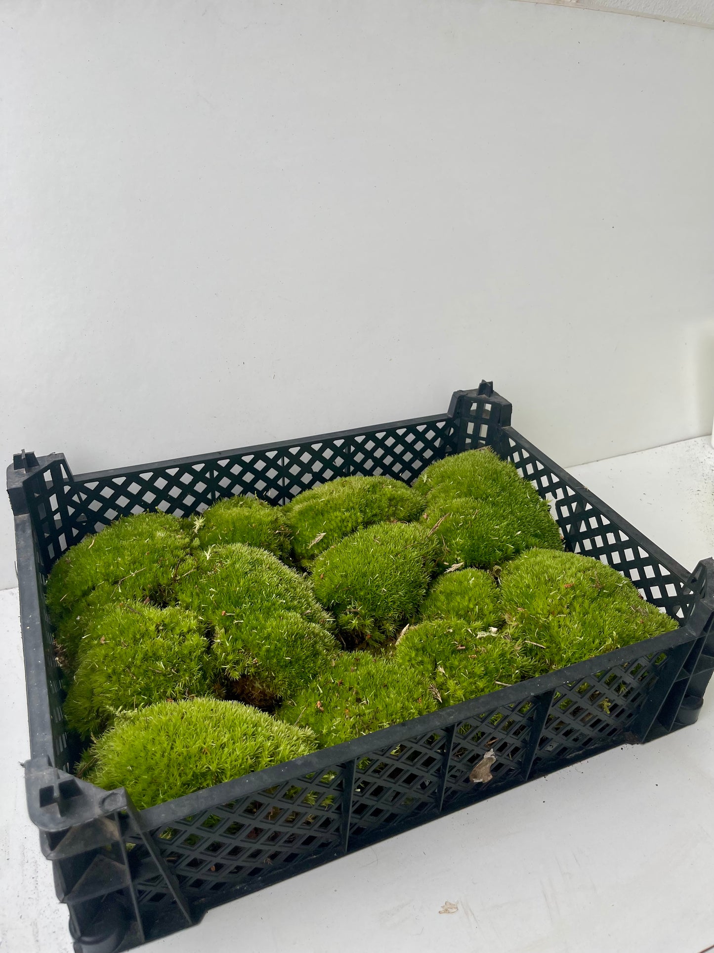 Musgo Bola Natural
