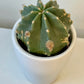 Echinocereus Subinermis