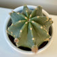 Echinocereus Subinermis