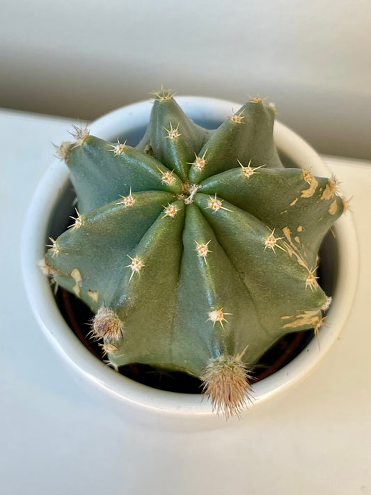 Echinocereus Subinermis