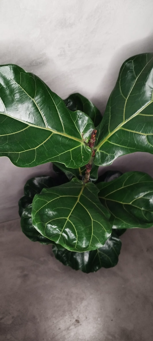 Ficus Lyrata