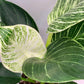 Philodendron Birkin