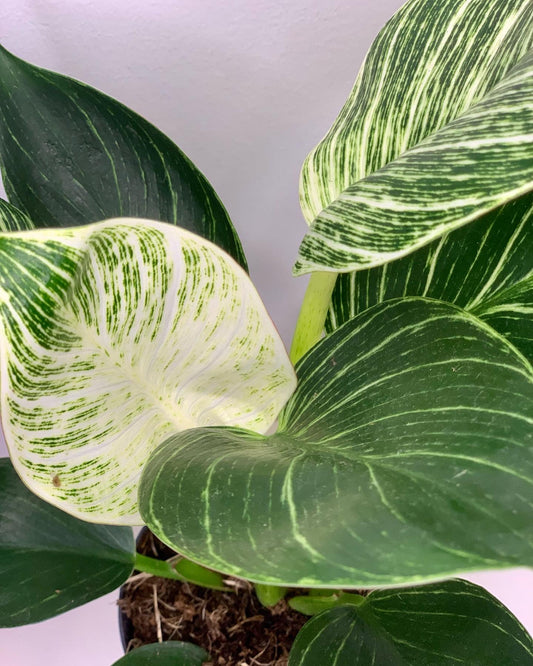 Philodendron Birkin