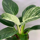 Philodendron Birkin