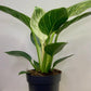 Philodendron Birkin